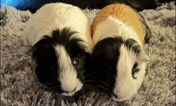 Rescue Guinea Pig Guinea Pigs for Adoption - Oreo & Caramel | PetCurious